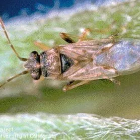 thumbnail for publication: False Chinch Bug Nysius raphanus Howard (Insecta: Hemiptera: Lygaeidae)